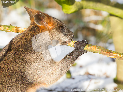 Image of Swamp wallaby in the snow, eating