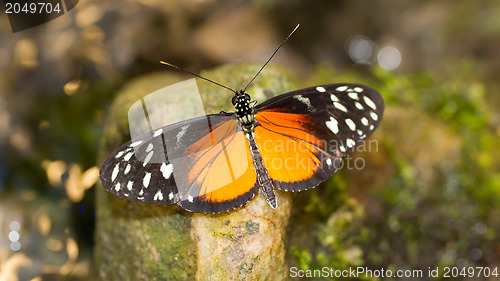 Image of Golden helicon butterfly