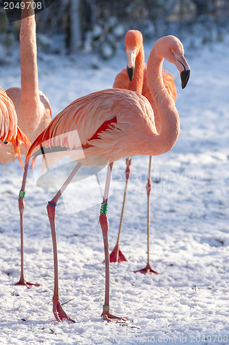 Image of Flamingo in the snow