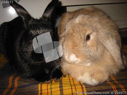 Image of Two rabbits