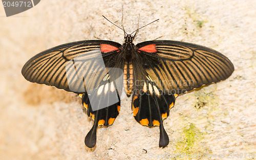 Image of Butterfly insects pachliopta aristolochiae