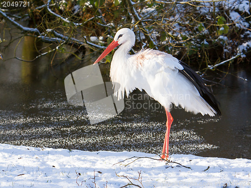 Image of Adult stork standing in the snow