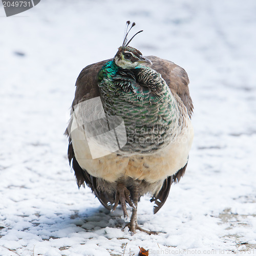 Image of Female peacock standing in the snow