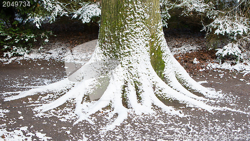 Image of Tree covered in snow
