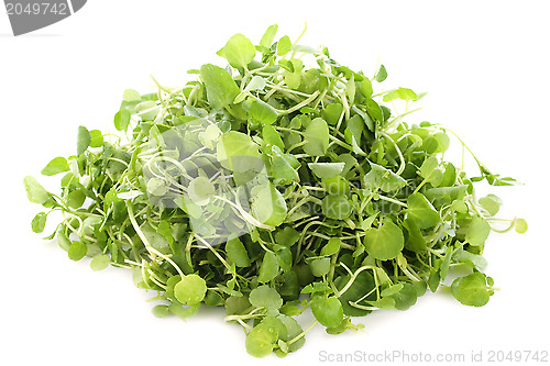 Image of Watercress