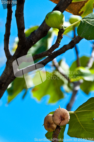 Image of Fig fruits on tree