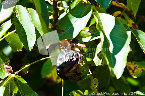 Image of Walnuts on the tree