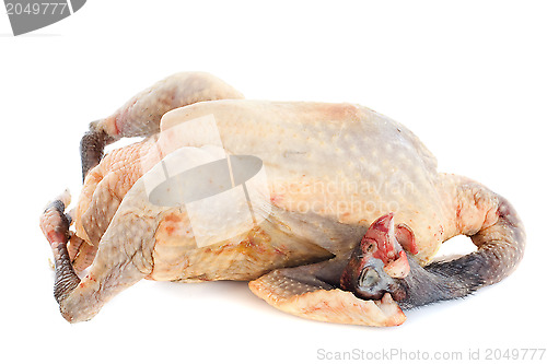 Image of  guinea fowl 