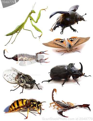 Image of insects and scorpions