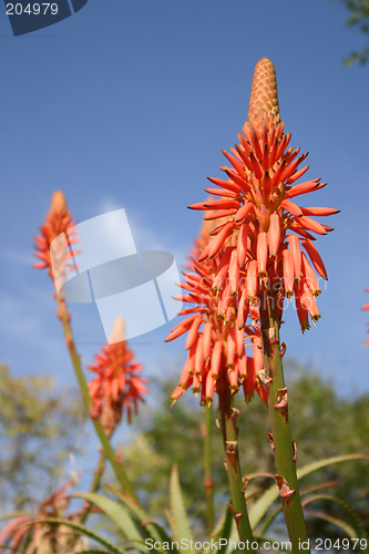 Image of aloe vera flowers