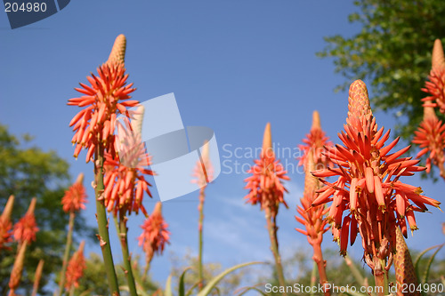 Image of aloe vera flowers