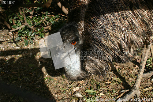 Image of emu