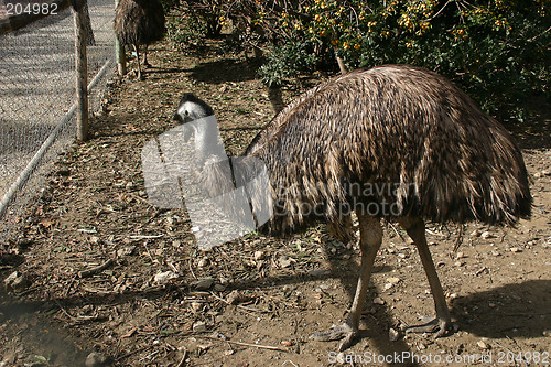 Image of emu