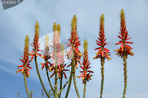 Image of aloe vera flowers