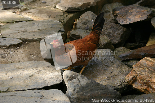 Image of chicken taking a drink
