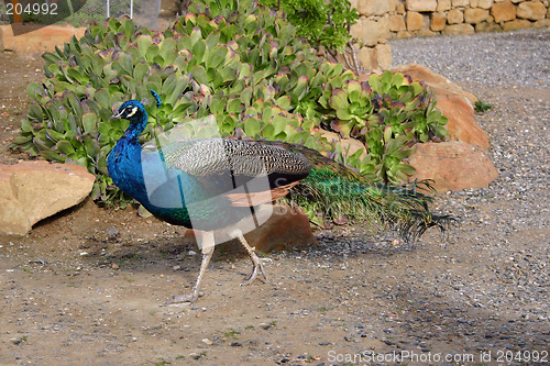 Image of male peacock