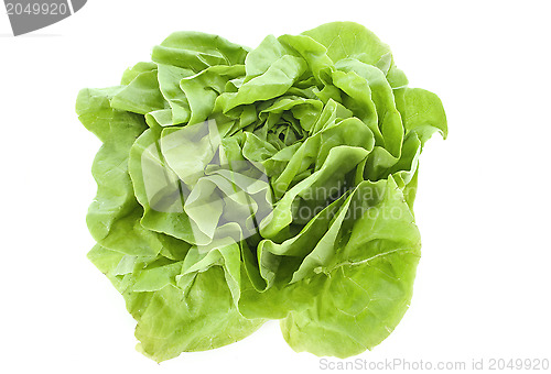 Image of lettuce 