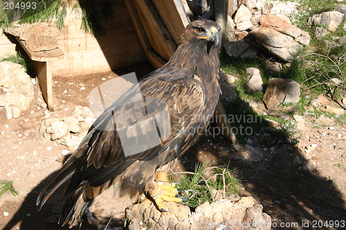 Image of golden eagle