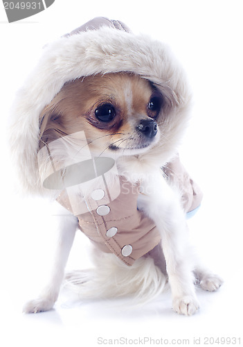 Image of dressed chihuahua