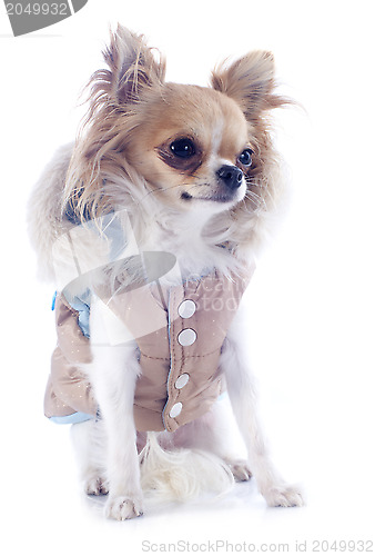 Image of dressed chihuahua