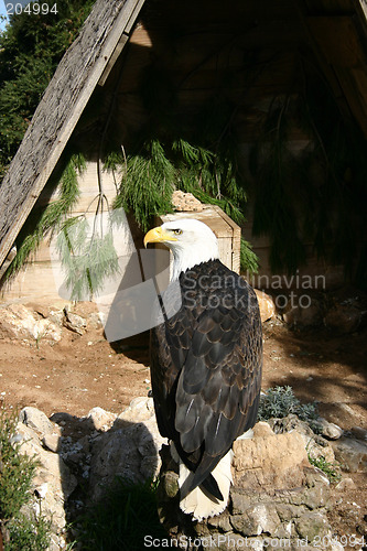 Image of bald eagle