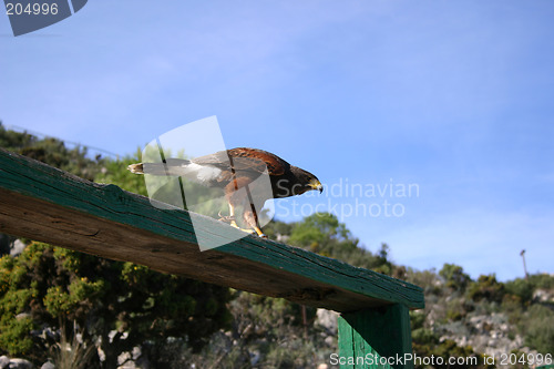 Image of peregrine falcon