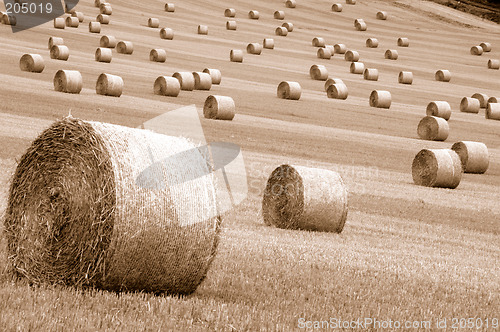 Image of Rolls of hay