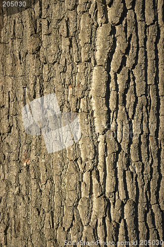 Image of Tree bark
