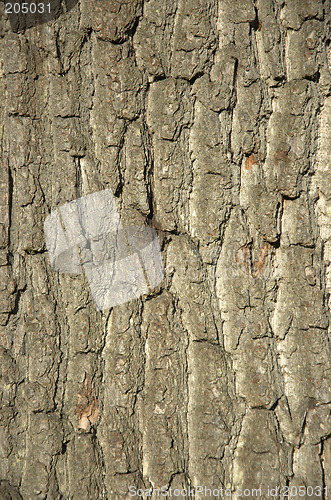 Image of Tree bark