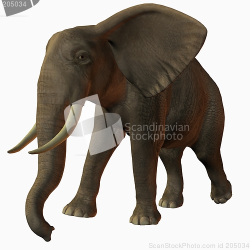 Image of African Elephant