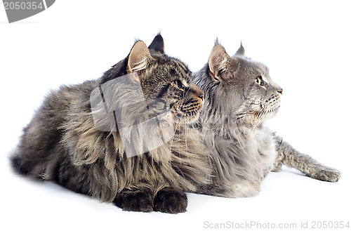 Image of maine coon cats