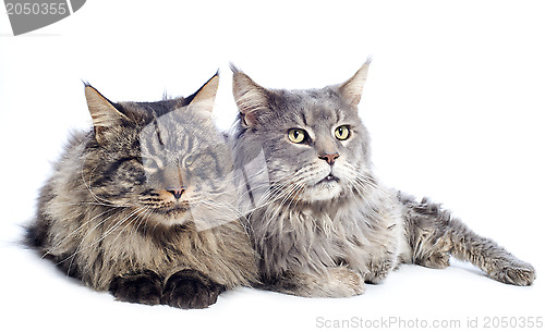 Image of maine coon cats