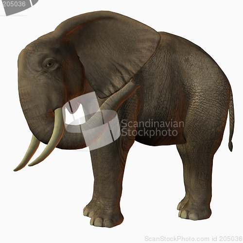 Image of African Elephant