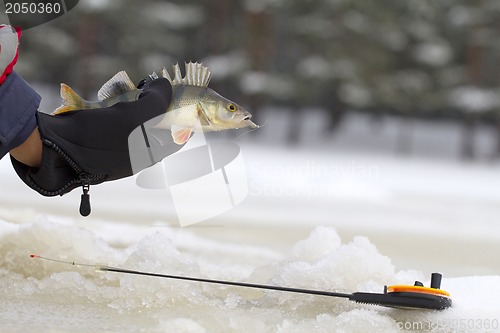 Image of freshwater perch fishing