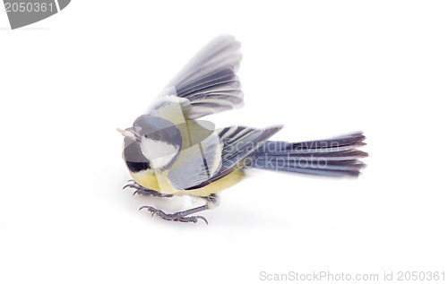 Image of Great tit,  isolated