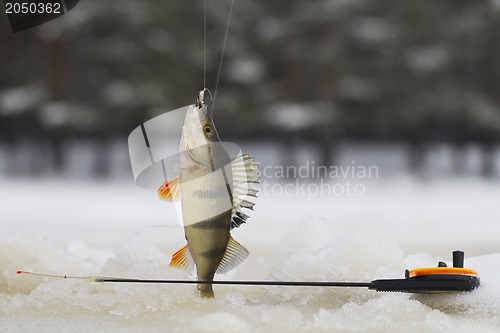 Image of freshwater perch fishing