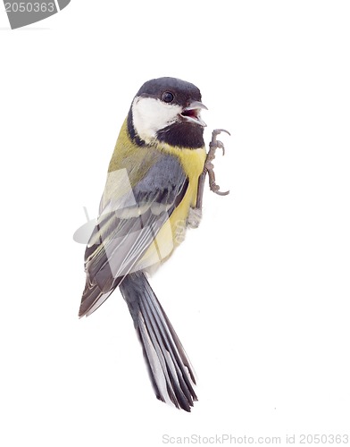 Image of Great tit,  isolated