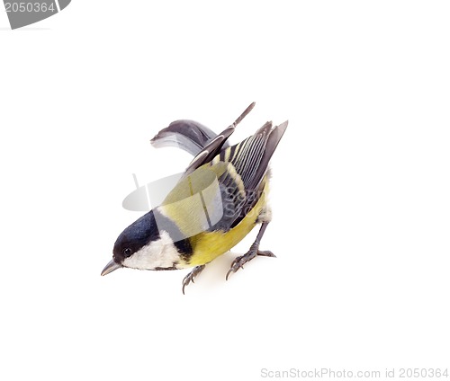 Image of Great tit,  isolated