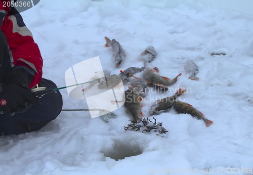 Image of freshwater perch fishing