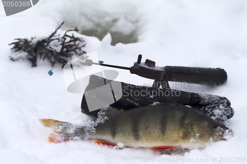 Image of freshwater perch fishing