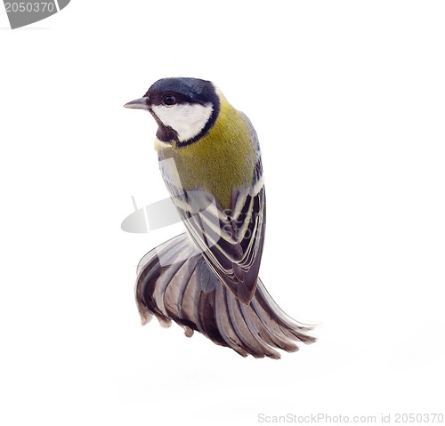 Image of Great tit,  isolated