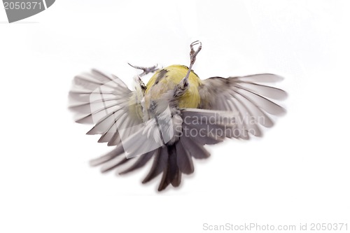 Image of Great tit,  isolated