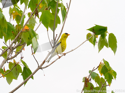Image of Goldfinch on a branch