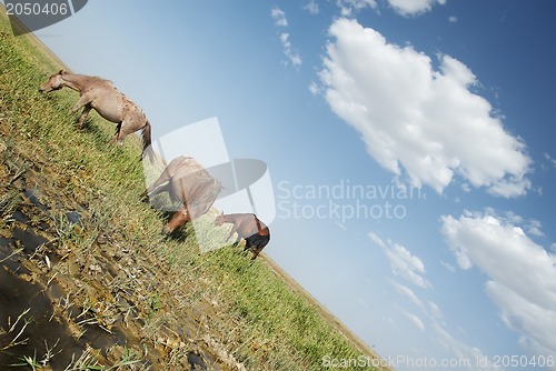 Image of Serene horses