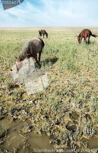 Image of Three horses