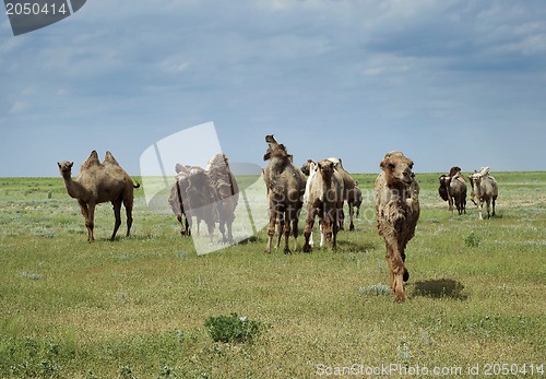Image of Camels going in the steppe