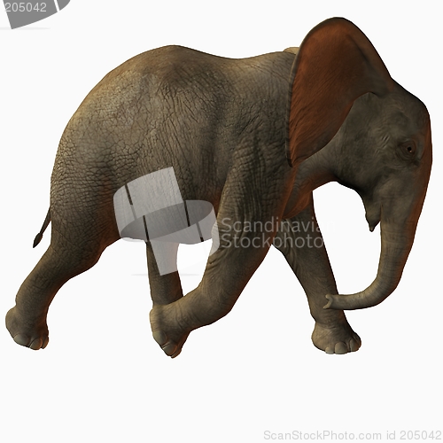 Image of Baby Elephant