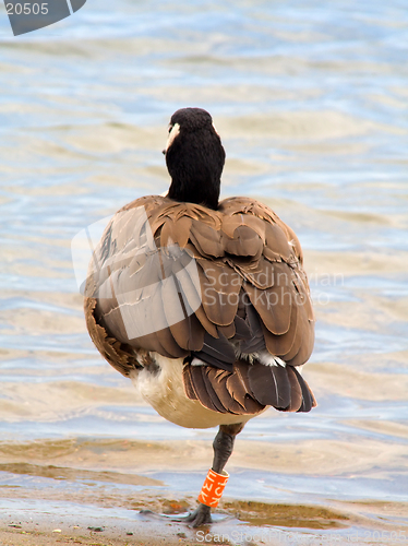 Image of Canada goose on one leg