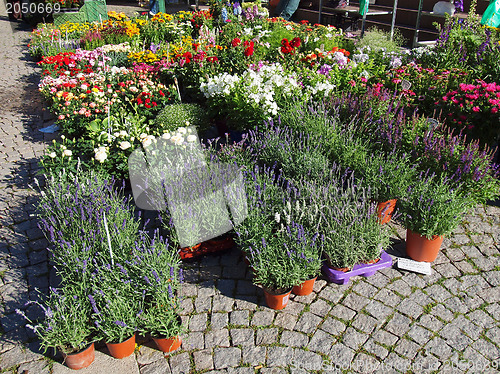 Image of Flowers