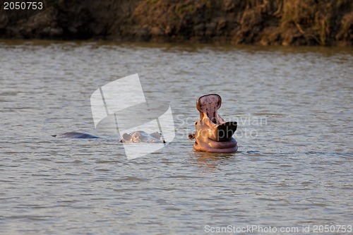 Image of Wild Hippopotamus